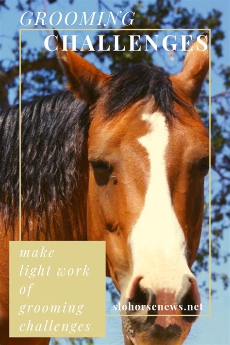 Magic Brush Horse: A Versatile Tool for Grooming All Horse Breeds